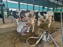 Neues vom Kuhprojekt august 2021