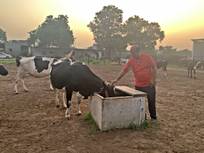 Neues vom Kuhprojekt august 2021