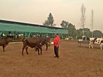 Neues vom Kuhprojekt august 2021